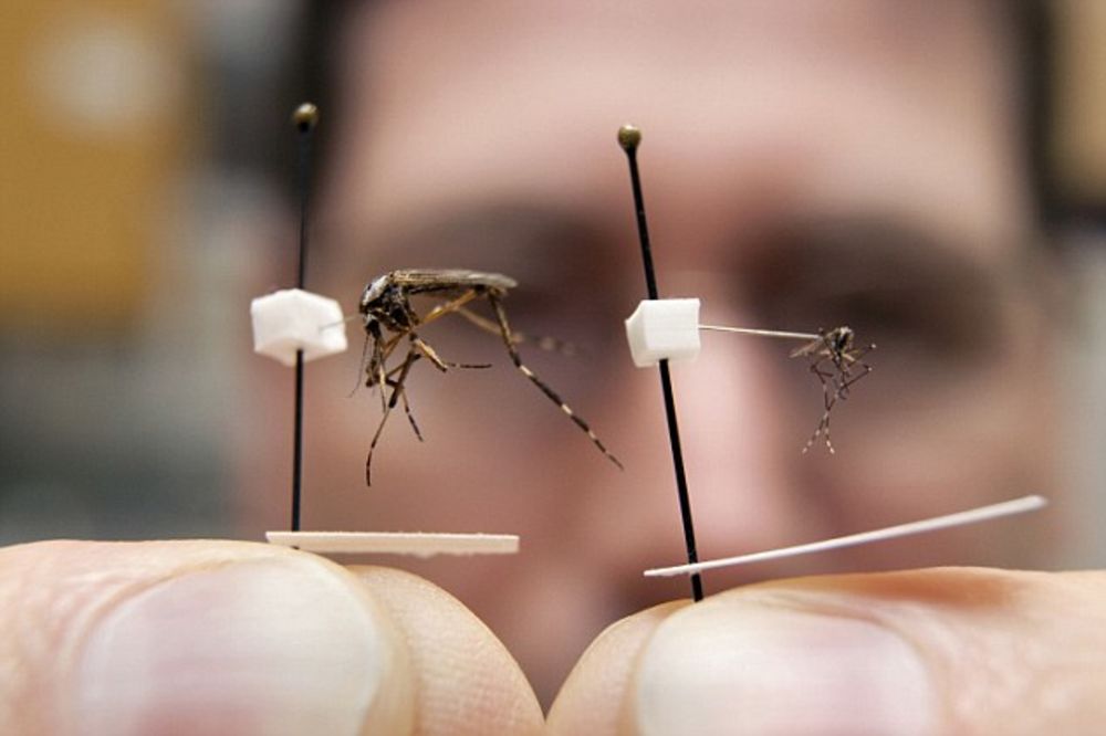 INVAZIJA: Gigantski komarci napali Floridu