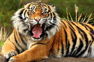 OPASNO: Bolest pasa ubija tigrove!