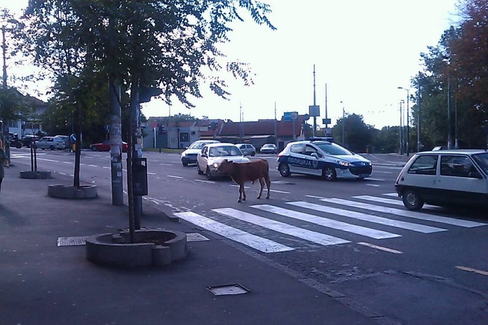 SAČEKALA SEMAFOR: Policija zaustavila kravu na pešačkom prelazu