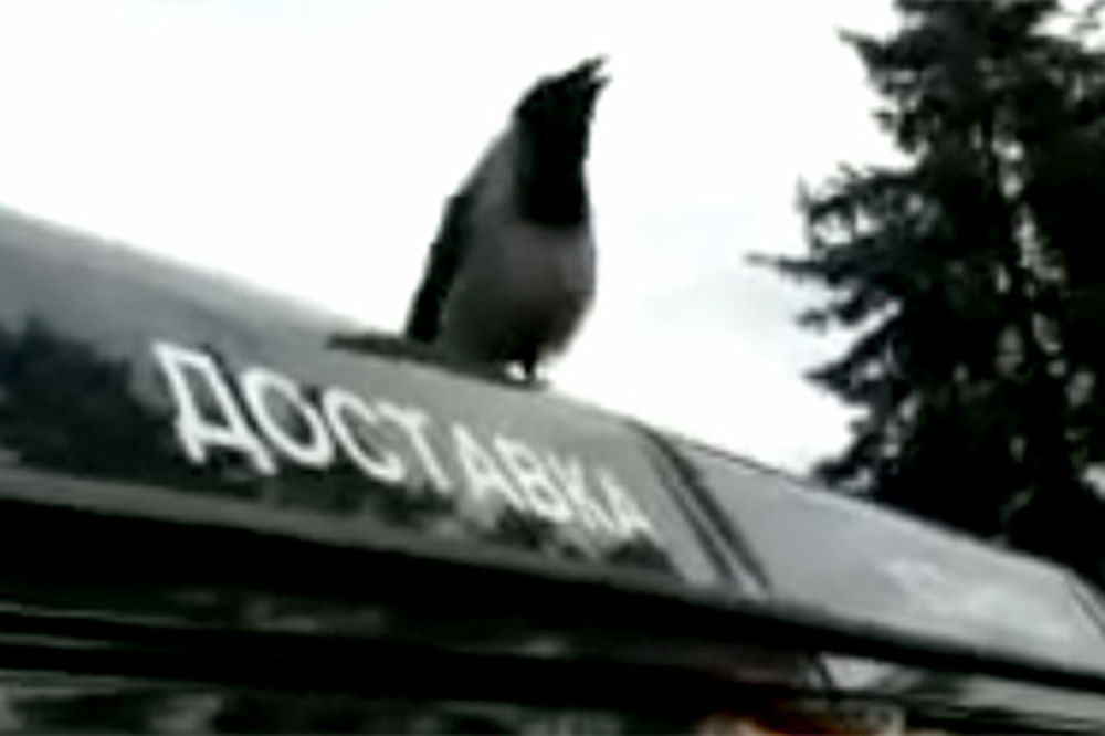 KRIZA IDENTITETA: Vrana umislila da je petao