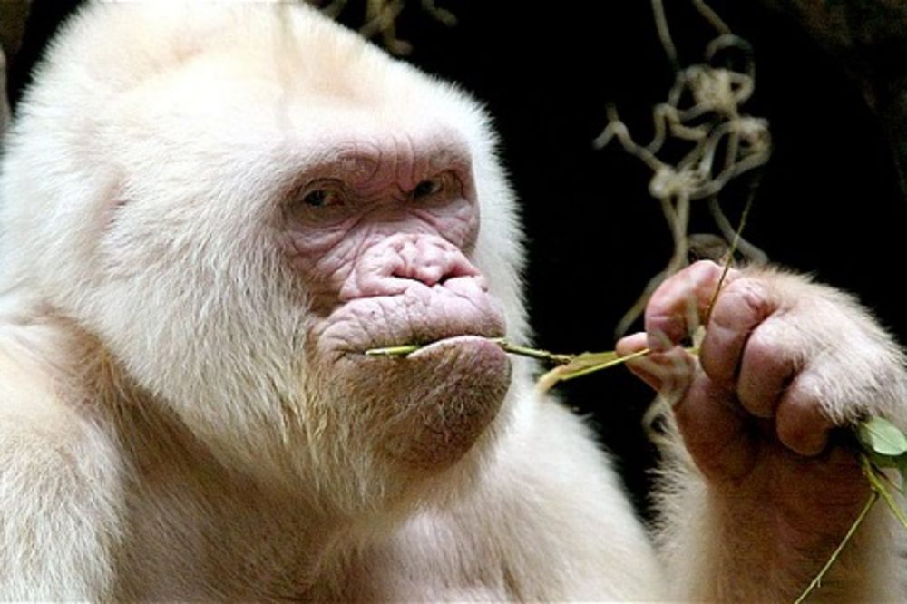 JEDINI NA SVETU: Bela gorila plod incesta!