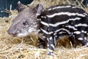UGROŽENA VRSTA: Na svet došao mali tapir Skvik