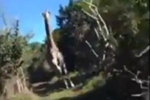 ZA PETAMA: Žirafa jurila plavuše, one premrle od straha