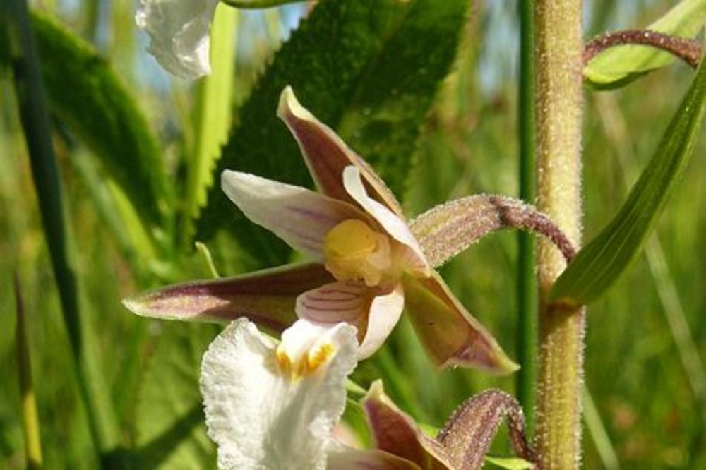Palilulske divlje orhideje uskoro pod zaštitom