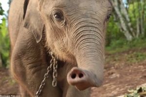 SNAŠLO SE: Slonče hrani baka slonica