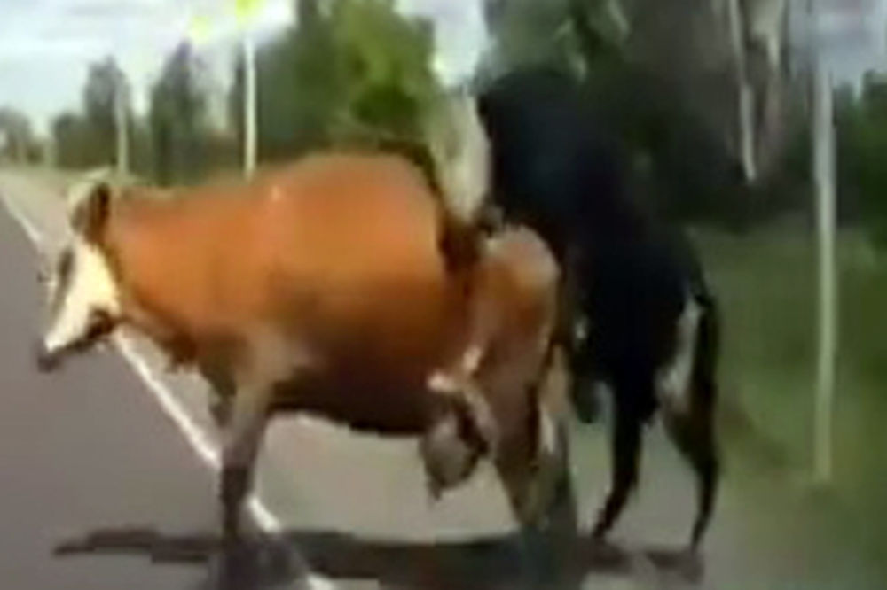 NEOBIČAN SUDAR: Vozač prekinuo kravu i bika u sred parenja!