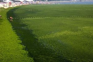 NA SRED MORA LIVADA: Najezda algi na kineskoj obali