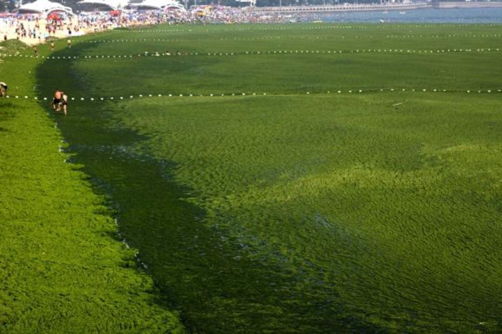NA SRED MORA LIVADA: Najezda algi na kineskoj obali