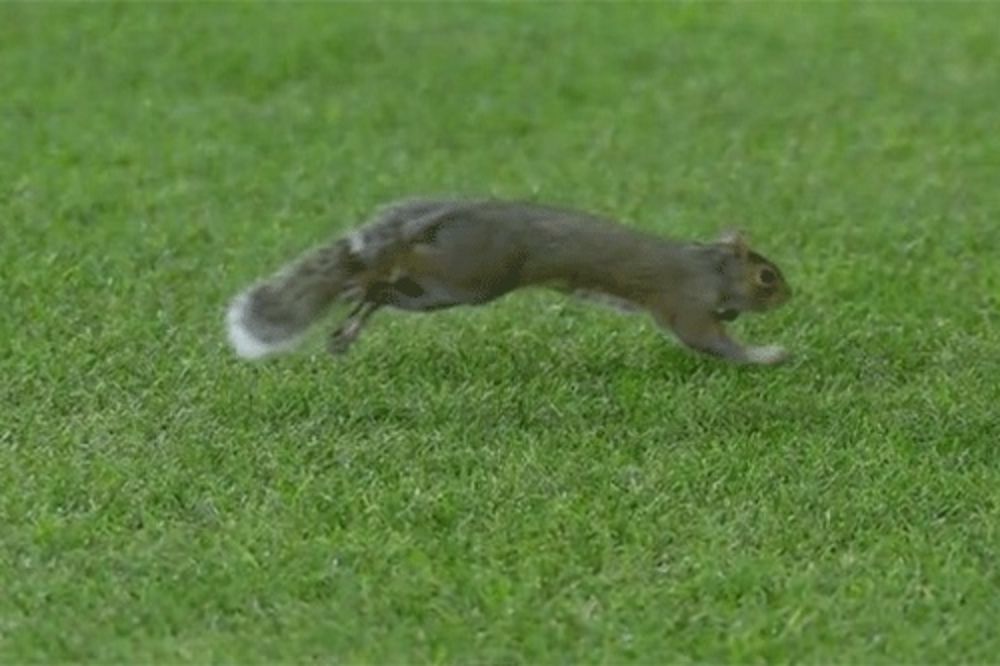 NEZVANI GOST: Veverica prekinula fudbalski meč!