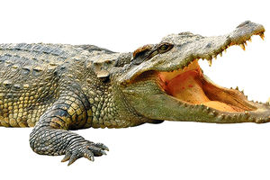UŽAS: Aligator mladića ugrizao za glavu