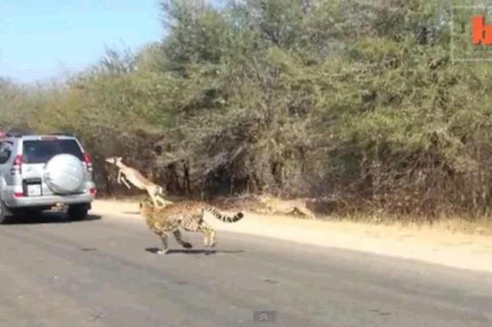 SPASLA SE: Bežeći od geparda antilopa uskočila u džip!