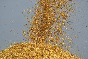 MINISTARSTVO: U septembru ponovo provera zagađenja kukuruza aflatoksinom
