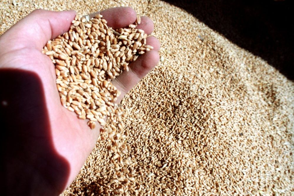 Senić: Hitno otkupiti još 150.000 tona pšenice
