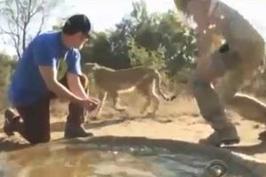 IZBEGAO SMRT: Adama Sandlera napao gepard