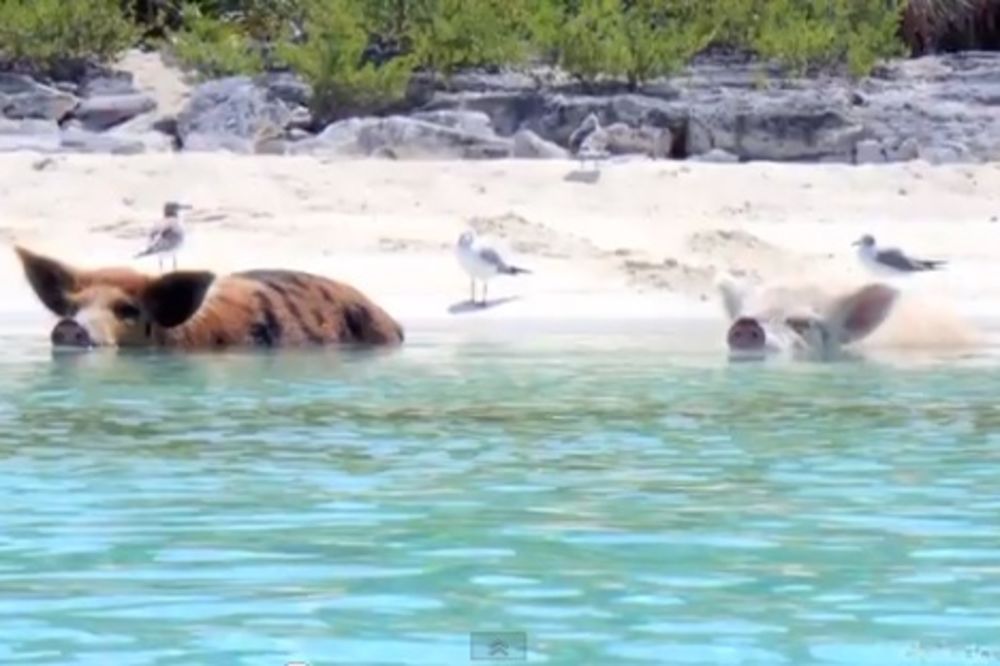 PRONAŠLI RAJ: Kad i svinje uživaju na Bahamima!