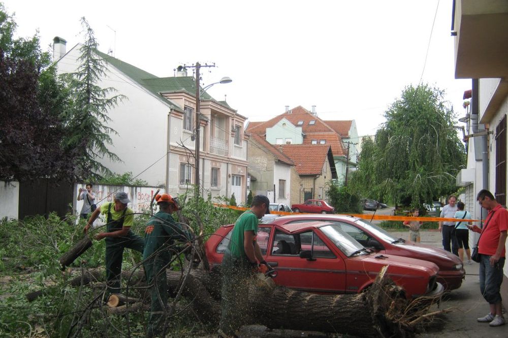 NOVI SAD: Palo drvo na automobil, nema povređenih!