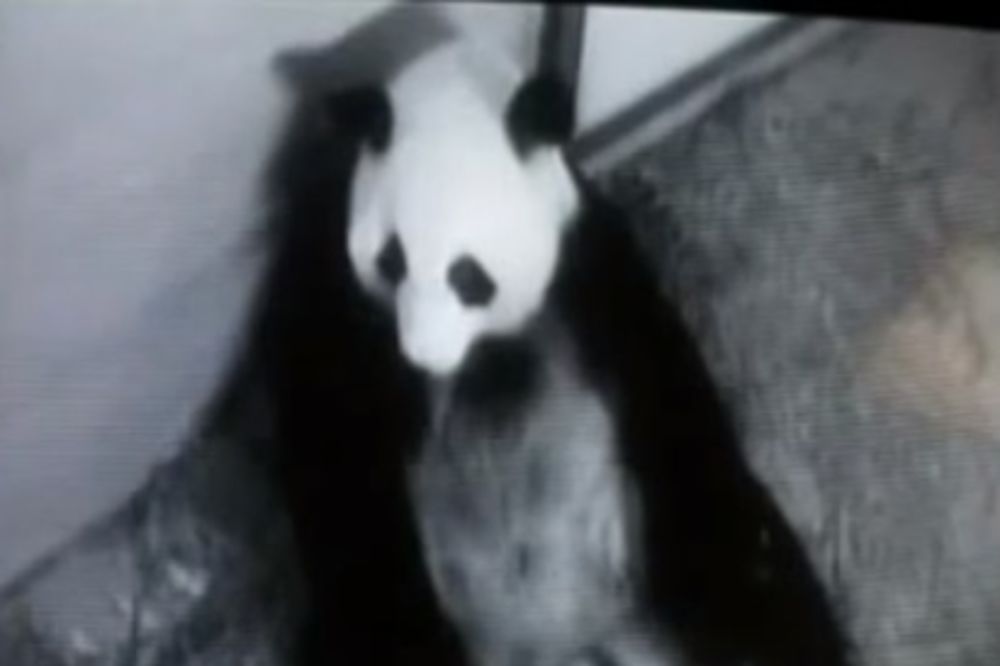 ATLANTA: Džinovska panda rodila blizance!