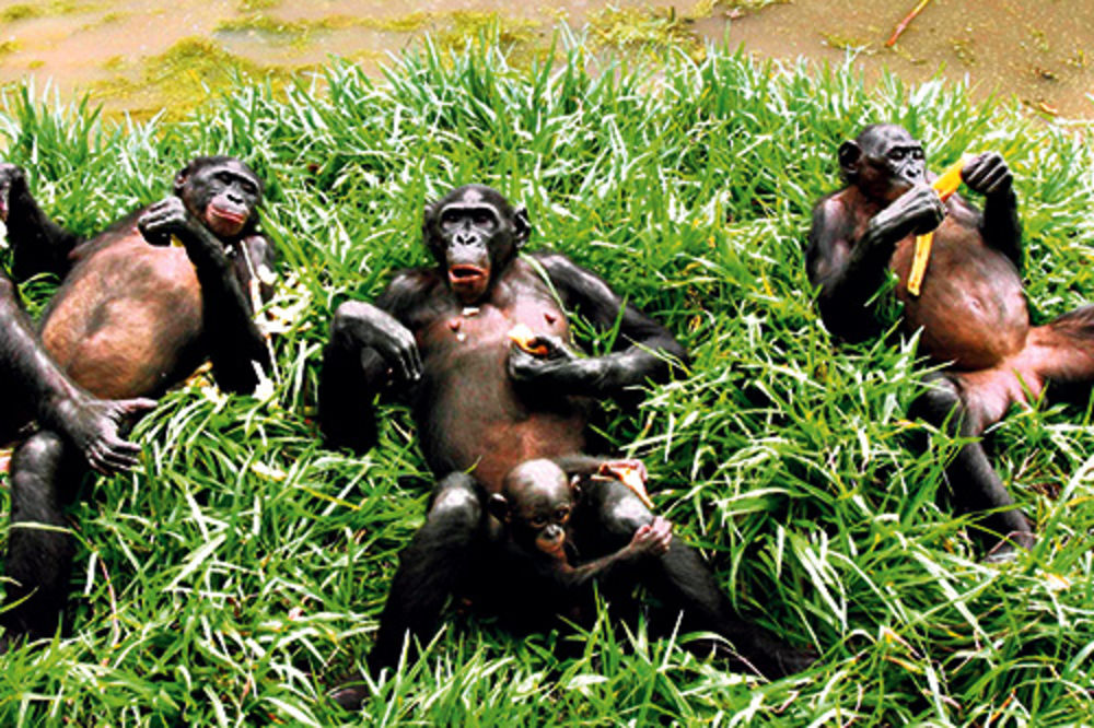 MAJMUNSKA POSLA: Šimpanze u seksu eksperimentišu više nego ljudi!