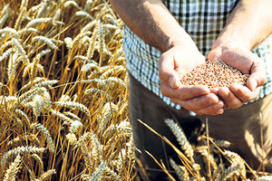 NOVE ODLUKE VLADE: Povećane kvote za izvoz pšenice i brašna! UVEĆANE I PREMIJE ZA MLEKO POLJOPRIVREDNICIMA! EVO ZA KOLIKO