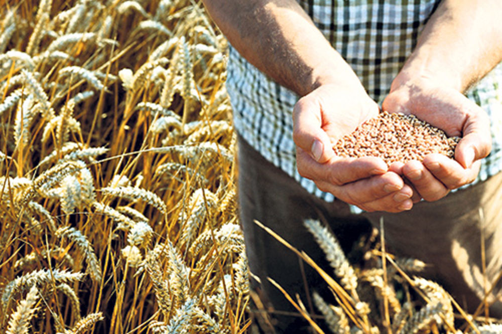 AFERA SILOS: Prodala pšenicu poverenu na čuvanje