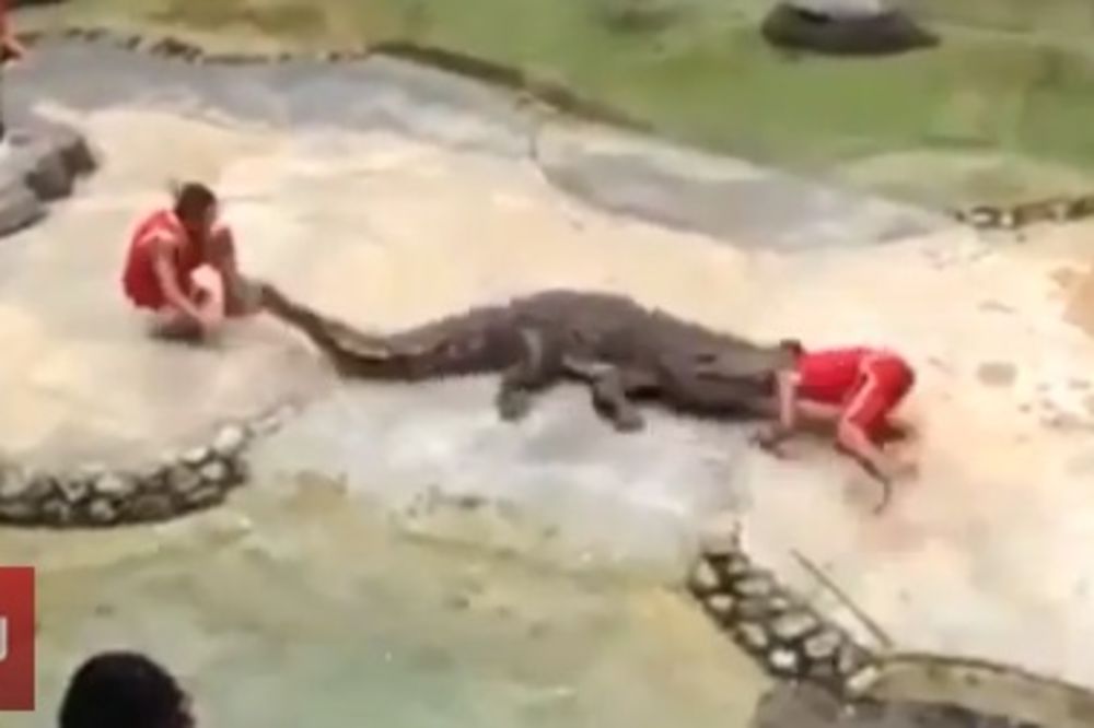 JEZIVO: Krokodil svog trenera ugrizao za glavu!