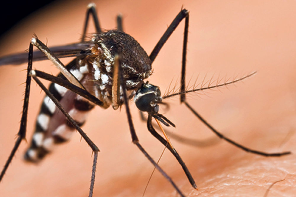 AKO VREME DOZVOLI: Akcija prskanja komaraca počinje u ponedeljak!