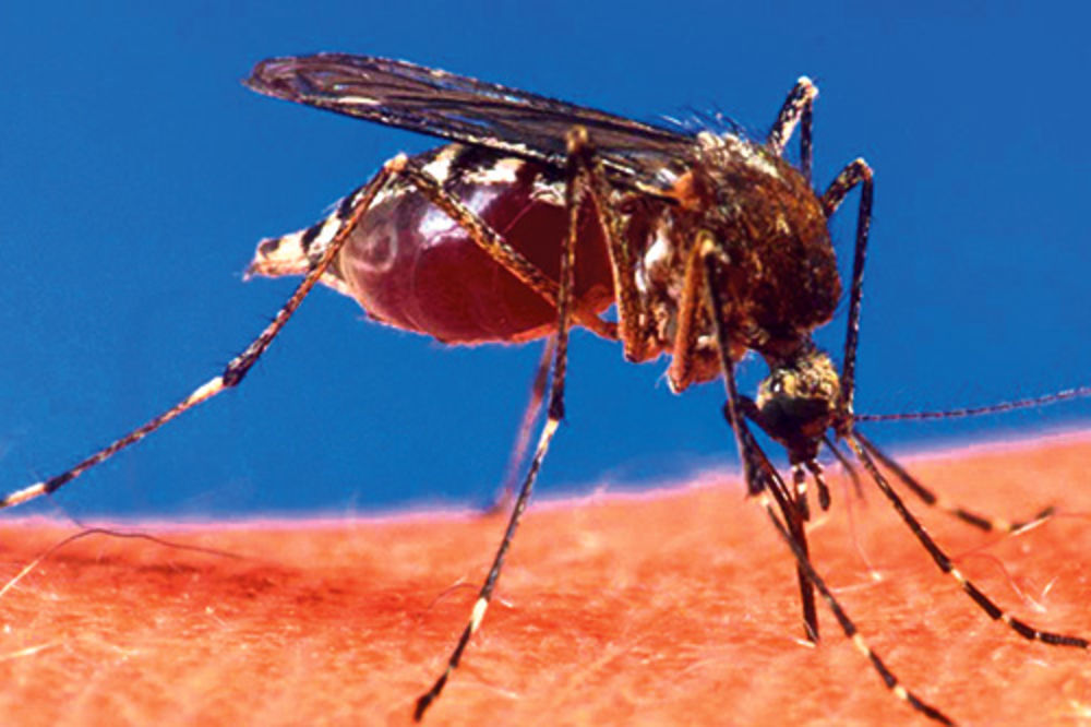 BORBA SA INSEKTIMA U PANČEVU: Proglašena vanredna situacija zbog komaraca!