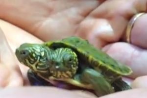TELMA I LUIZ: Dvoglava kornjača ima svoju Fejsbuku
