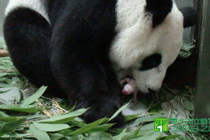SEDMA SREĆA: Pogledajte preslatku bebu pande