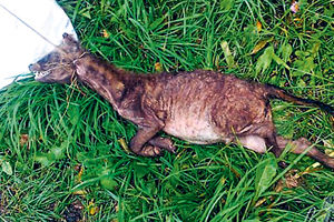 Čupakabru lovci ubili u Belorusiji