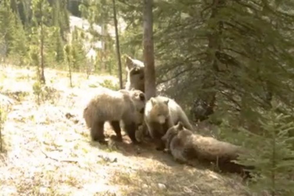 KAD NIKO NE GLEDA: Kako se medvedi udvaraju