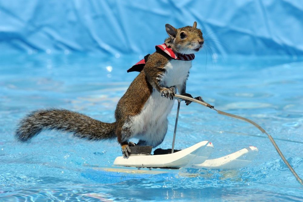 NEUSTRAŠIVA: Veverica Tvigi skija na vodi