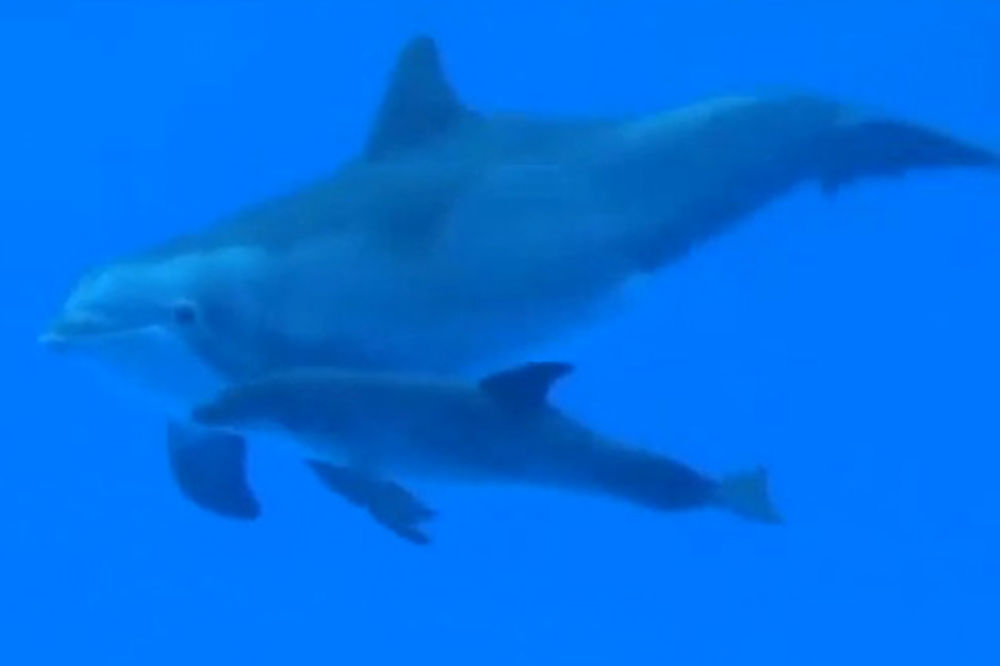 POGLEDAJTE: Rođenje malog delfina i prvi kontakt sa majkom
