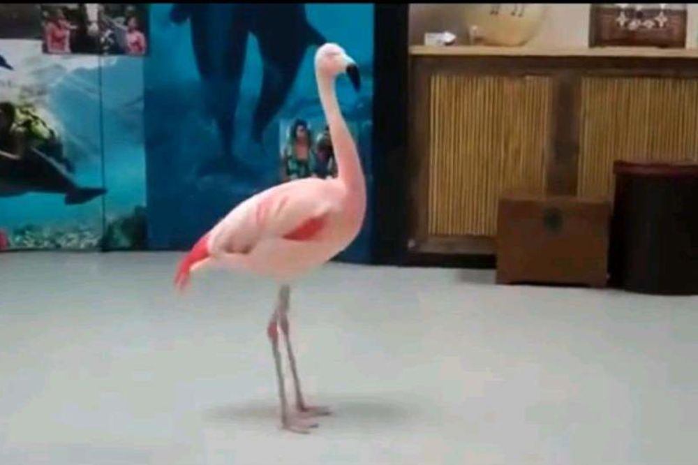 POGLEDAJTE: Neodoljiv ples flaminga