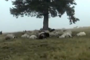 Vlašić: Grom ubio 50 ovaca