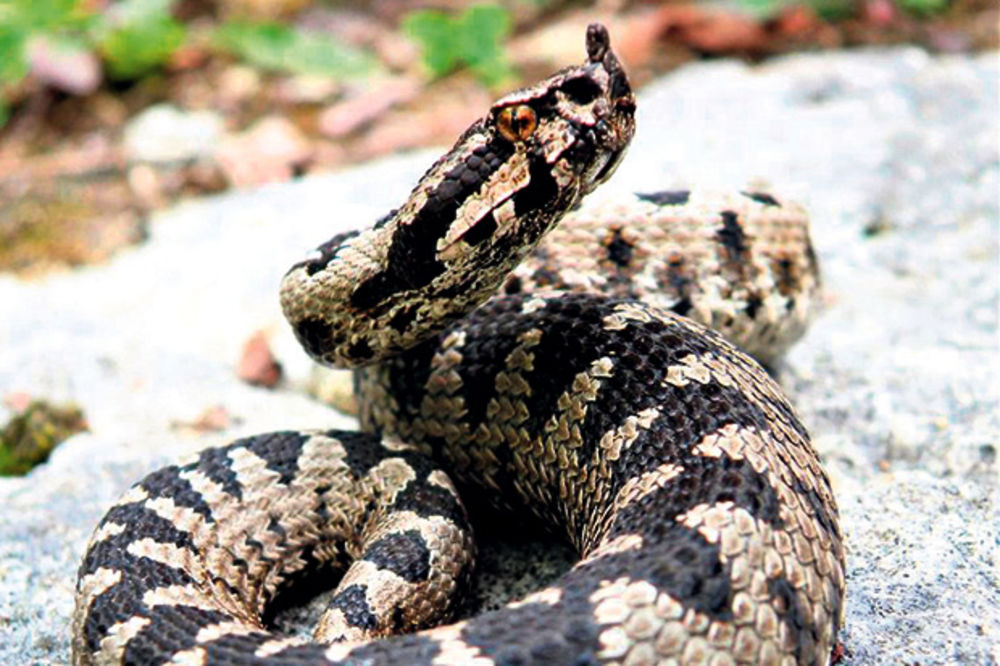 VEROVALI ILI NE: Penzioner iz Banjaluke razgovara sa zmijama!