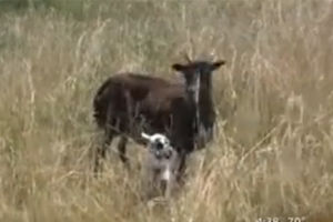 UMESTO KOSILICE: Lame i koze održavaju travnjake na čikaškom aerodromu