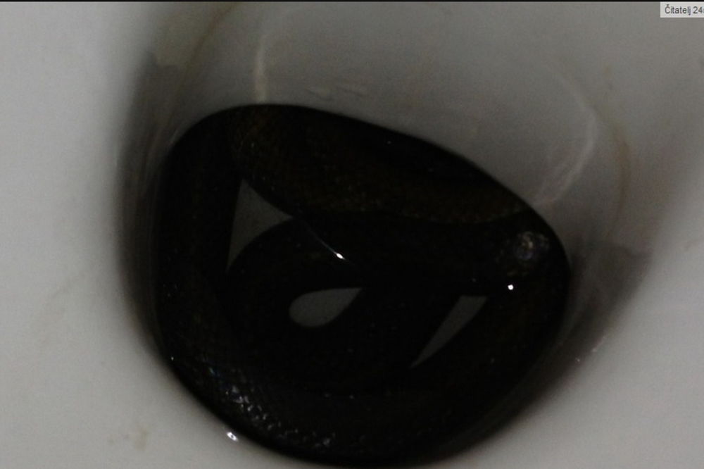 ŠOK U TOALETU: Kristina zatekla zmiju od metra u WC šolji