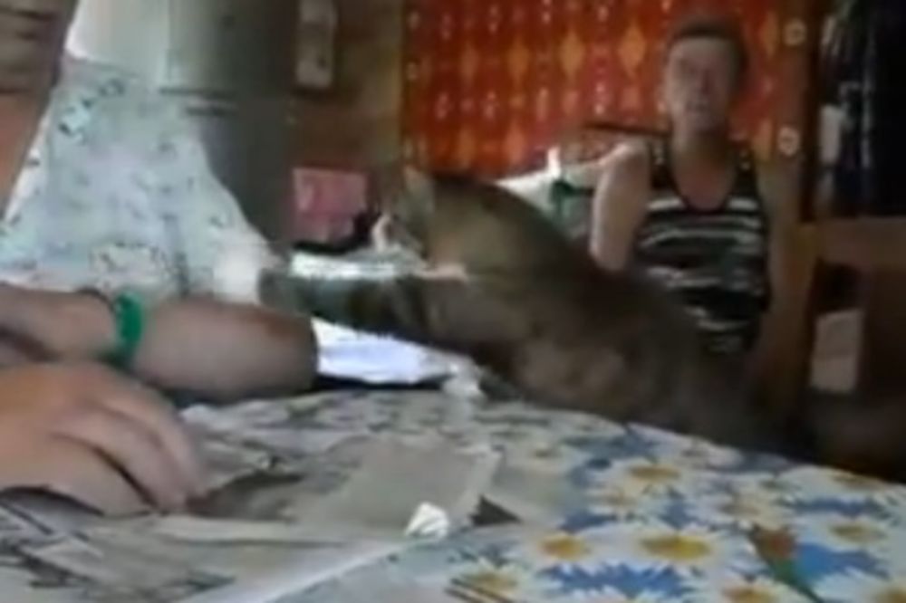UPORNA: Mačka tera gazdaricu da je pomazi