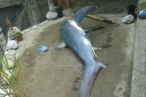 AJKULE U JADRANU: Ribari uhvatili dva morska psa kod Žanjica i Rafailovića
