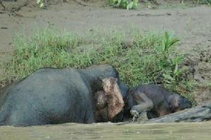 POGLEDAJTE: Krdo slonova spasilo mladunče od davljenja