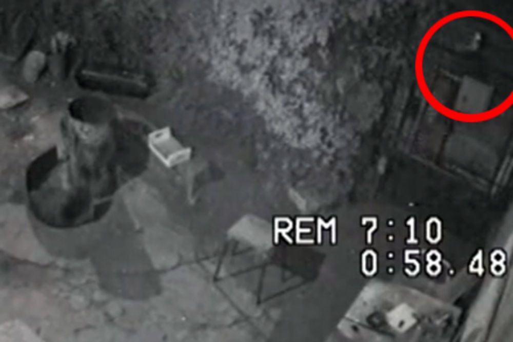 VIDEO: Snimljen monstrum u Nišu koji je otrovao psa!