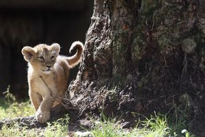 UGROŽENA VRSTA: Rodilo se mladunče azijskog lava