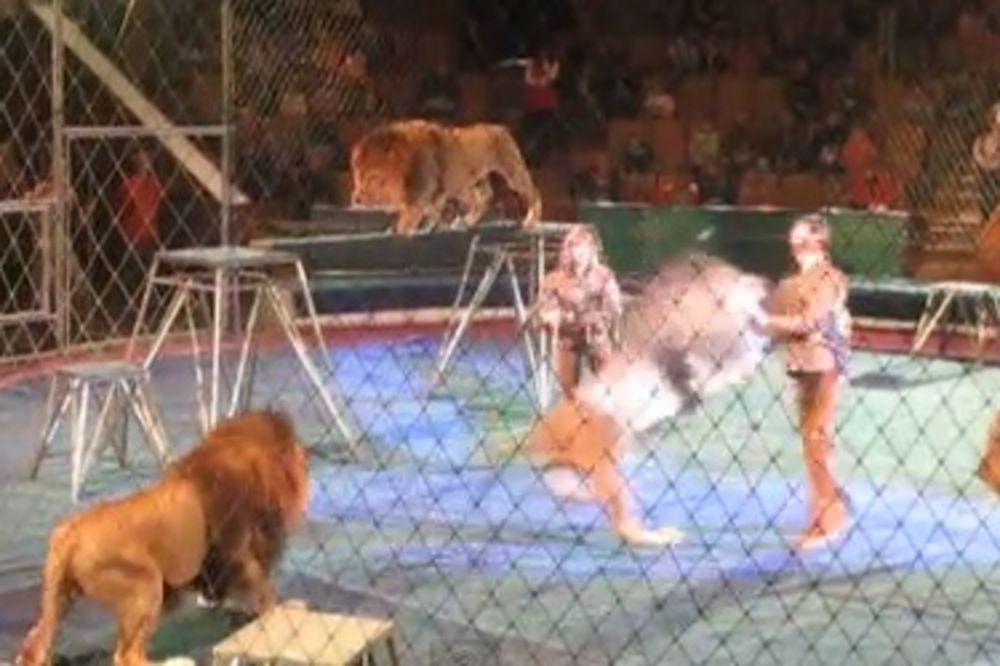 INCIDENT U CIRKUSU: Pogledajte kako su lavovi napali trenere