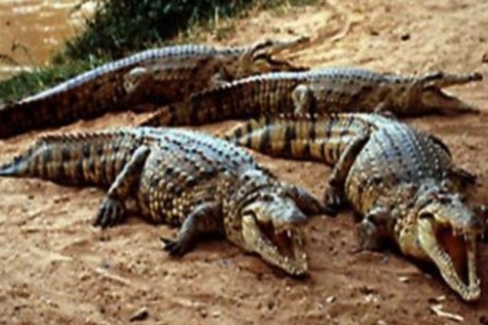 KROKODILI NA SLOBODI: Poplava oslobodila sa farme opasne reptile