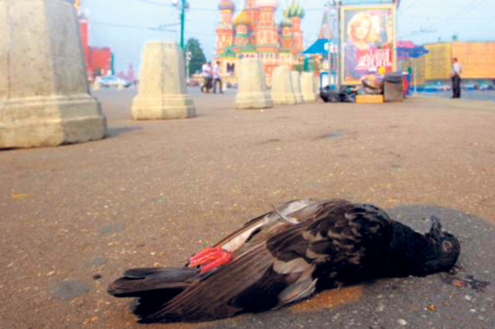 PTIČJA APOKALIPSA: Moskvom haraju zombi golubovi
