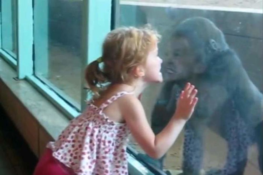 Devojčica se sprijateljila sa bebom gorile