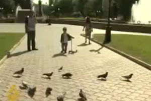 STIŽE APOKALIPSA:  Zombi golubovi u Rusiji!