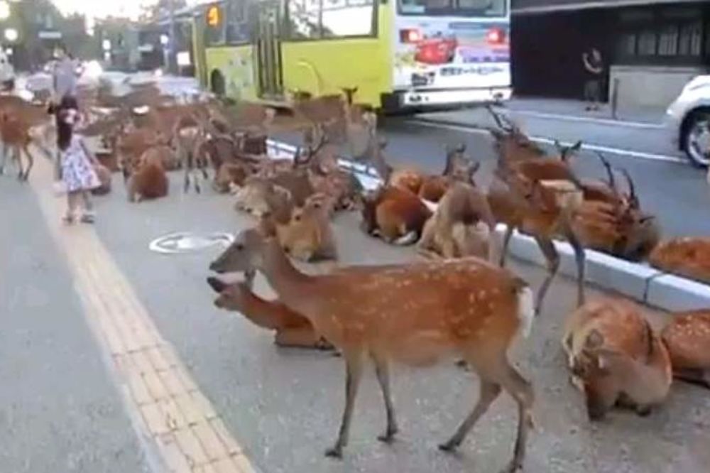 ODOMAĆILI SE: Ulice japanskog grada pune jelena