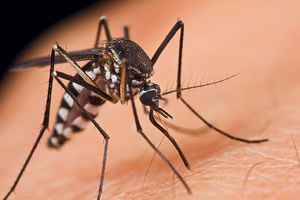 POTVRĐENO: Komarci u Nišu zaraženi virusom Zapadnog Nila